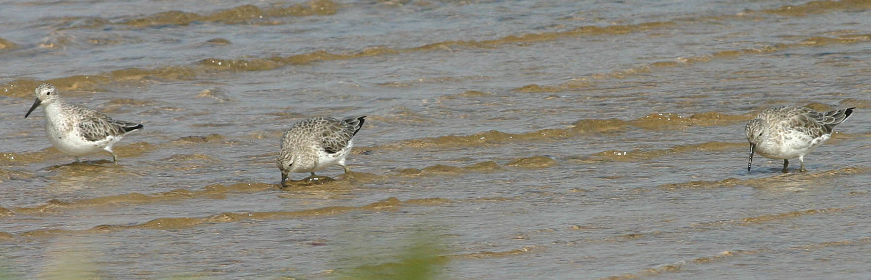 Three Great Knots in Mozambique. (Calidris tenuirostris)