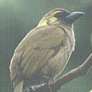 Woodward's Barbet