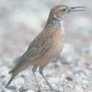 Spike-heeled Lark