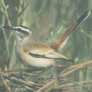Kalahari Robin