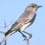 Chat Flycatcher