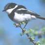 Pririt Batis