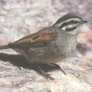 Cape Bunting