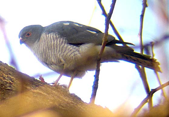 03-male-eating-18-June-06