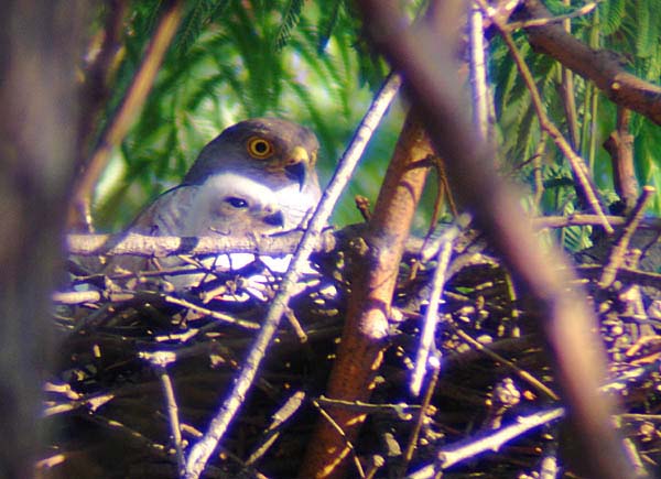 05-female-w-chick-07-Jan-07