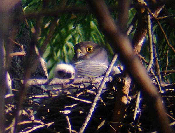 06-female-w-chick-10-Jan-07b