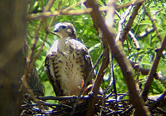 08-nestling-19-Jan-07