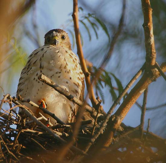 10-young-male-24-Jan-Clive-Kaplan