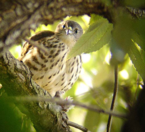 15-young-female-20-Febb