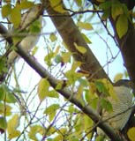 01b-Male-Female-together-25-May-04