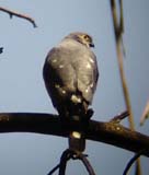 04-female-smutskoppie-6-Sept-06