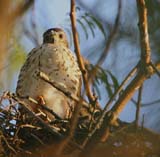 10-young-male-24-Jan-Clive-Kaplan