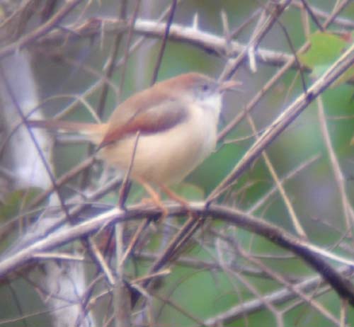 15-Red-winged_Warbler