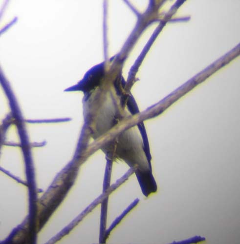17-Black-and-White-Flycatcher