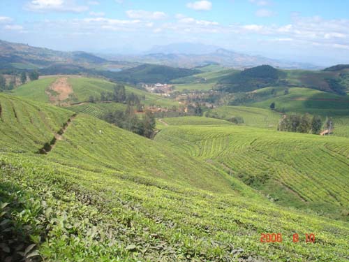 24-Aberfoyle-T-Estate