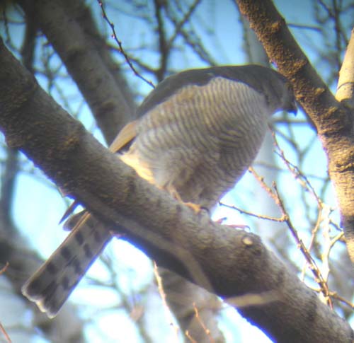 35-From-my-Kitchen_Window