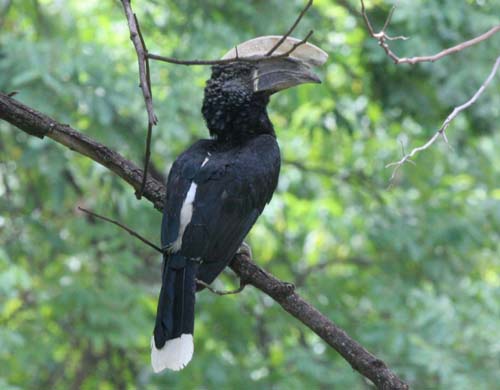 HORNBILL