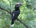 HORNBILL