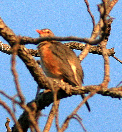 654-Kurrichane-Thrush-Casa-Msika