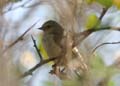 558-Grey_Penduline_Tit-Casa-Lisa