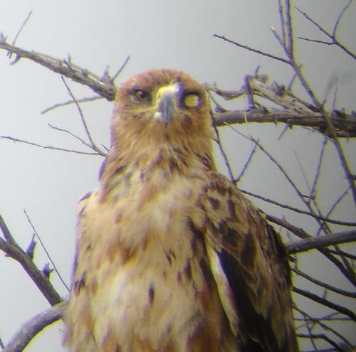00.01-Tawny_Eagle