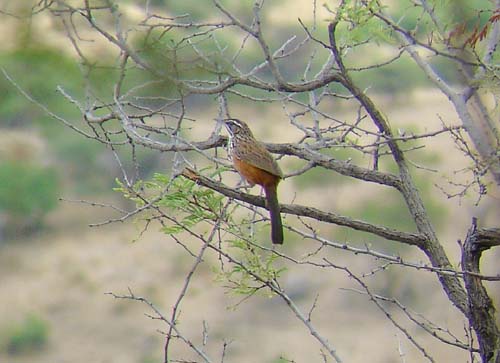 01.03-Rockrunner-Daan-Viljoen-0