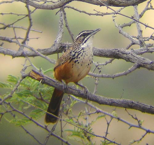 01.06-Rockrunner-Daan-Viljoen