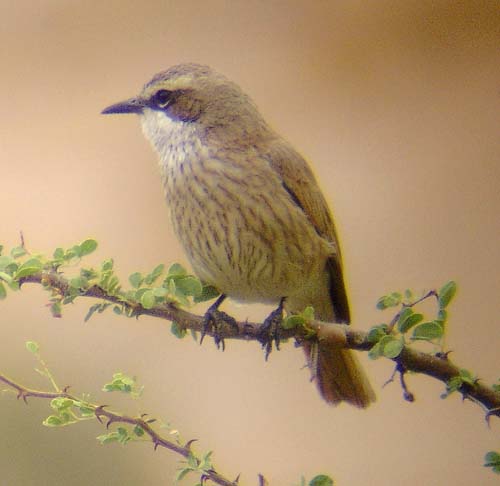 02.06-Herero-chat-Spitzkoppe