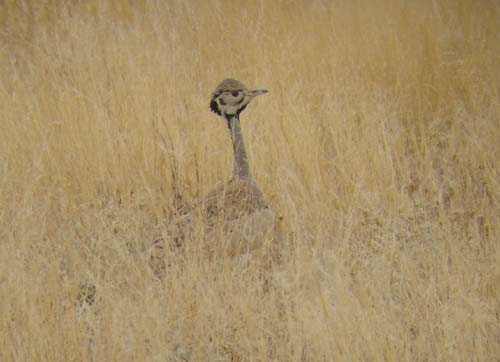 02.08.5-Rueppells-Korhaan-plains-east