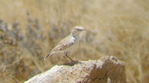 02.10-Grays-Lark-Namib
