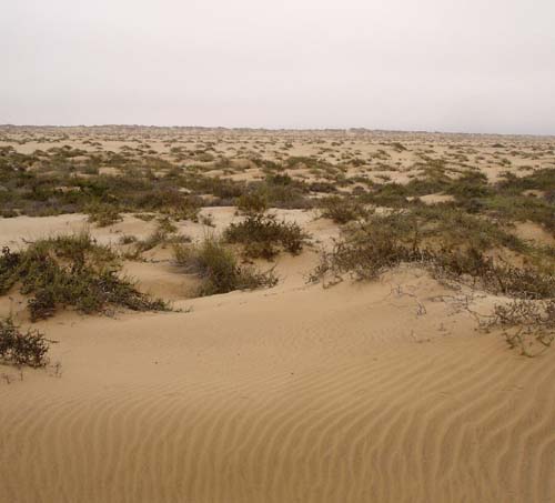 03.5-Dune-Lark_Habitat