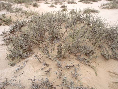 03.6-Dune-Lark_nest-site