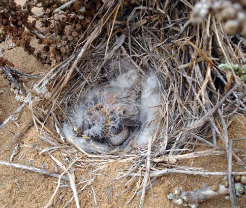 03.7-Dune-Lark_nest
