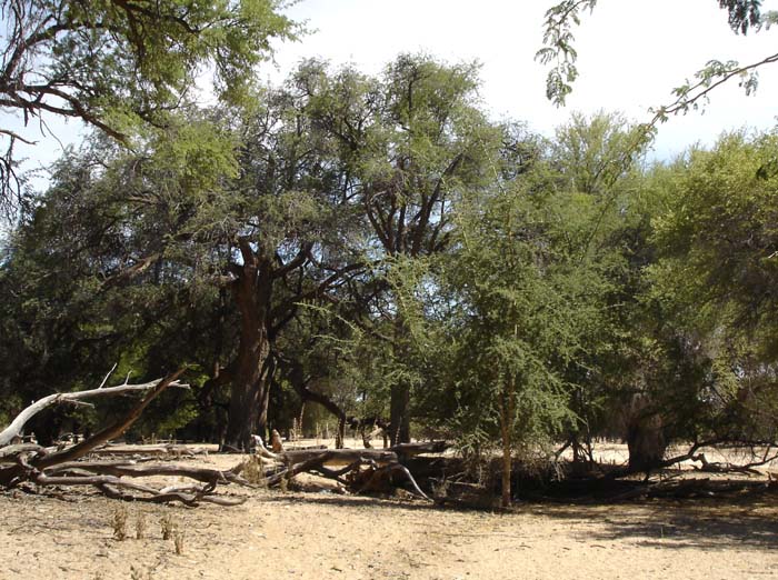 04.04-Khan-river-woodland