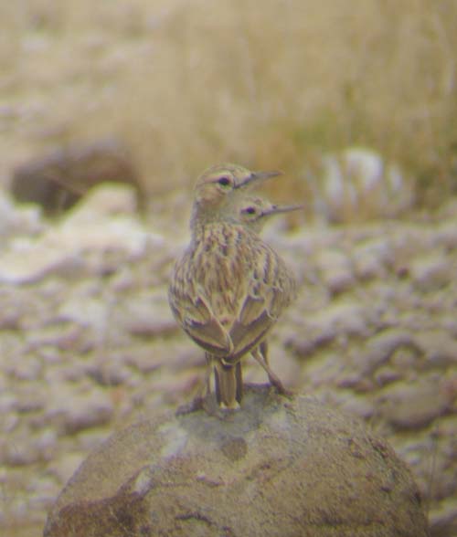 04.05-Spike-heeled-Lark2