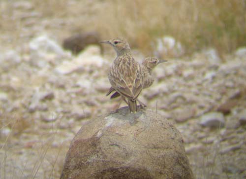 04.06-Spike-heeled-Lark3