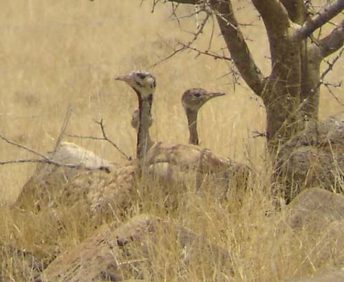 04.09-Rueppells-Korhaan