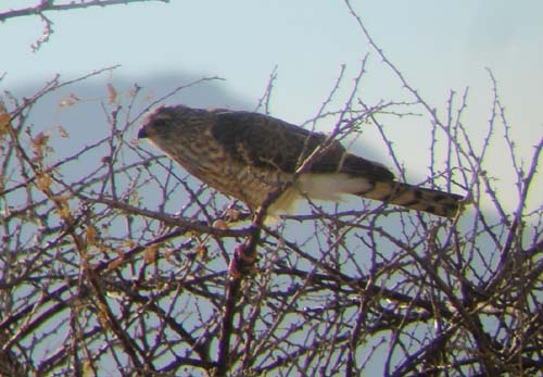 04.11-Gabar-Juvenile-Uis