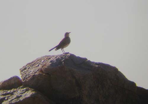 05.04-Benguela-LB_Lark