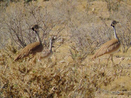 05.08-Rueppells-Korhaan-Ugab