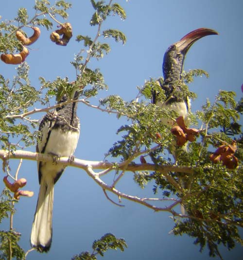 05.10-Montieros-Hornbills