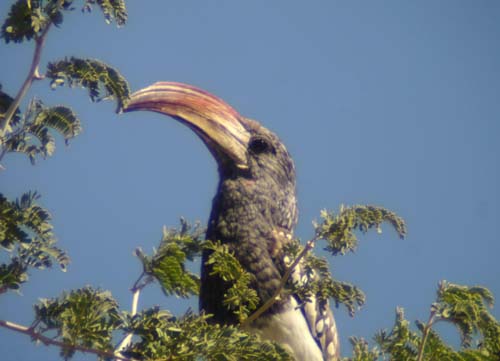 05.12-Montieros-Hornbill