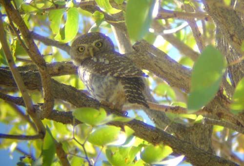 05.13-Pearl-spotted_Owlet