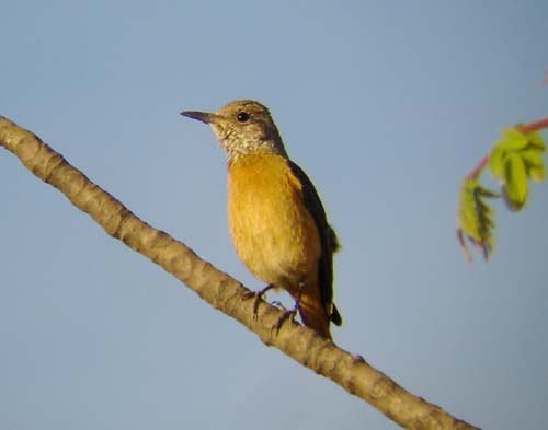 06.01-Short-toed-Rock_Thrush_Khorixas