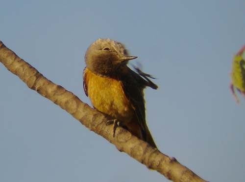 06.02-Short-toed-Rock_Thrush_Khorixas-scratching