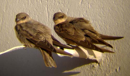 06.04-Rock-Martins-Khorixas