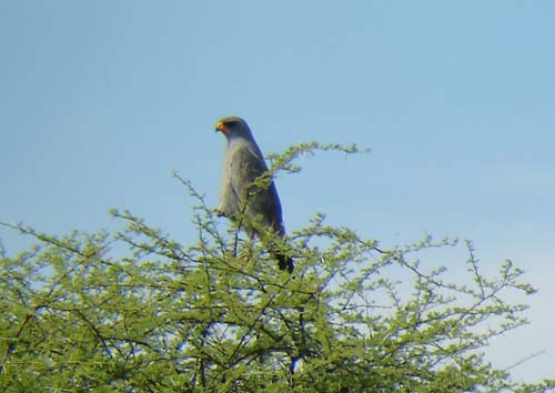 06.05-Pale-chanting-Goshawk