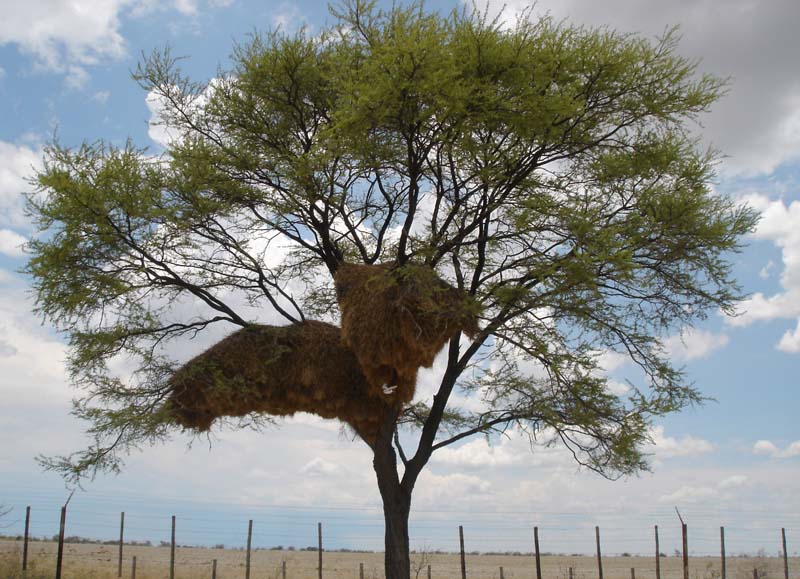 06.06-Okaukeujo-camp-tree