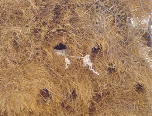 06.07-Okaukeujo-Sociable-nest-P-Falcon