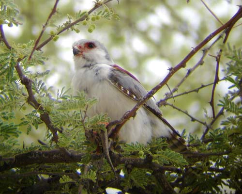 06.08-P-Falcon-w-Lizard